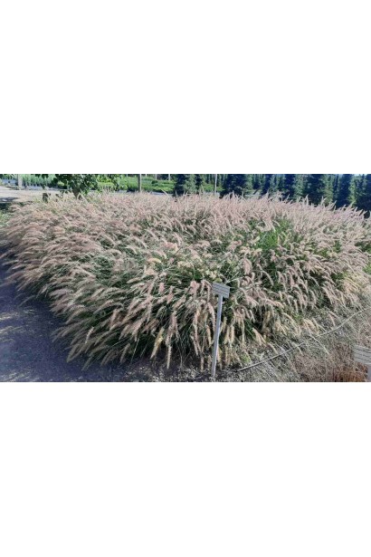 Pennisetum orientale `Karley Rose` 